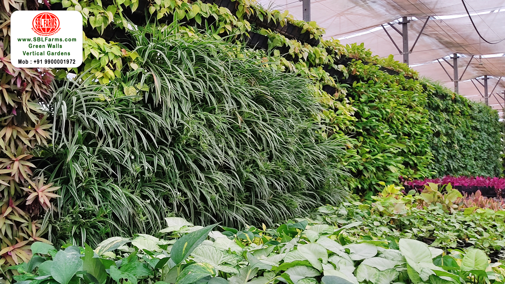 Sbl Farms Green walls and Living walls, Vertical Garden, Bio Curtains,Omni Green Wall in bangalore 